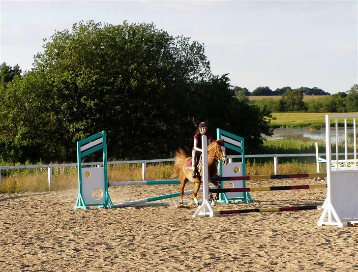 Anden særlig race Passir - Sommer 09, springkursus | Foto: Mor billede 11