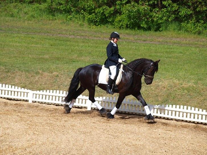 Frieser Goudtsje F - Velkommen til Goudtsje´s profil. Her er vi til stævne på OHR d. 15/5-2011 billede 5