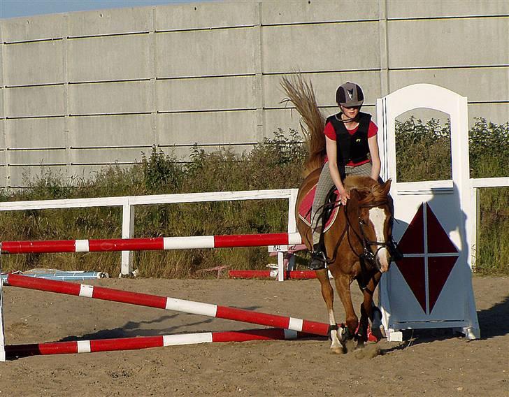 Anden særlig race Passir - Sommer 09, springkursus | Foto: Mor billede 12