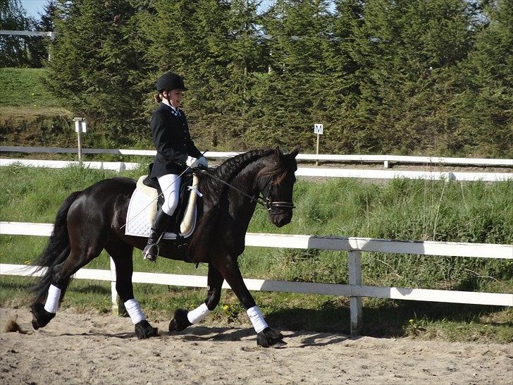 Frieser Goudtsje F - Her er vi ved at opvarme i Holbækrideklub d. 30/4-2011 til vores første stævne. billede 6