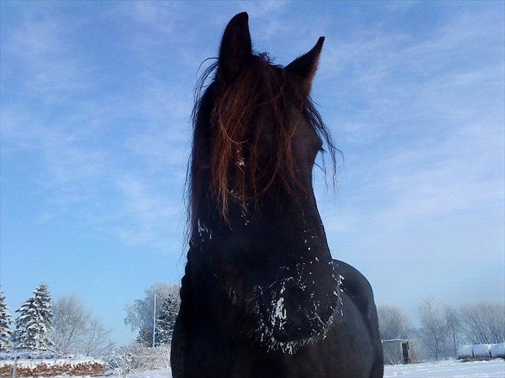 Frieser Goudtsje F - d. 22/12-2010 billede 7