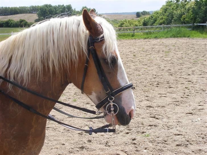 Anden særlig race haffer/welsh cob Diesel  billede 1