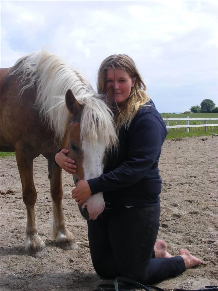 Anden særlig race haffer/welsh cob Diesel  billede 4