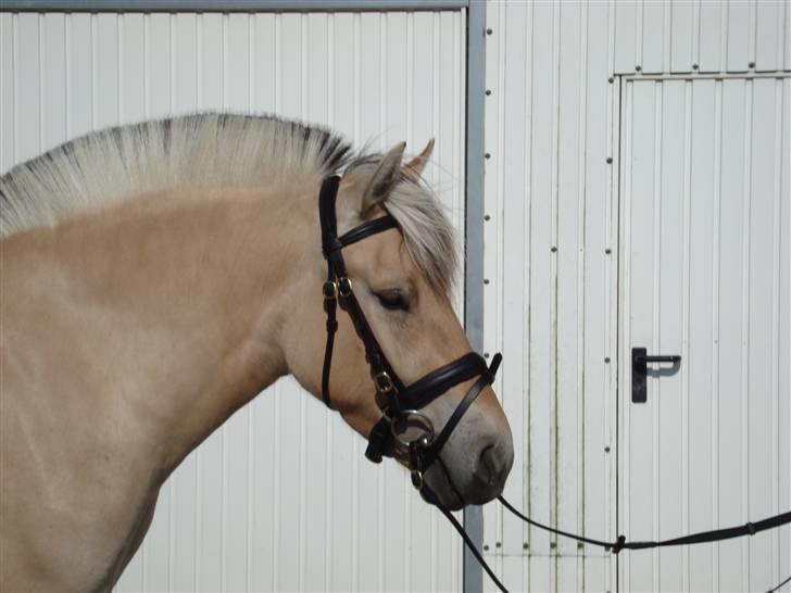 Fjordhest Landevejens Pandora billede 11