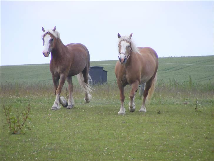 Anden særlig race haffer/welsh cob Diesel  billede 12