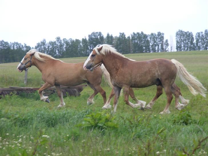 Anden særlig race haffer/welsh cob Diesel  billede 15