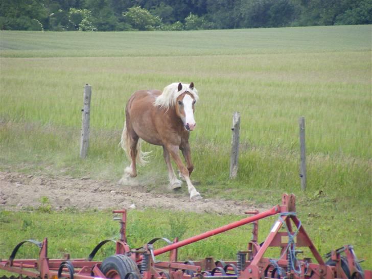 Anden særlig race haffer/welsh cob Diesel  billede 17