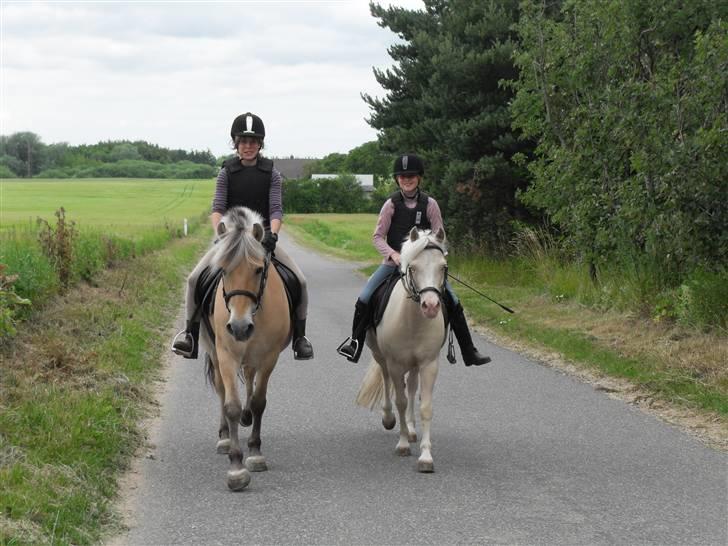 Fjordhest Rosenlunds Chili/ Cicero  - Emilie og mig. da vi var på vej hjem fra rideskolen billede 12