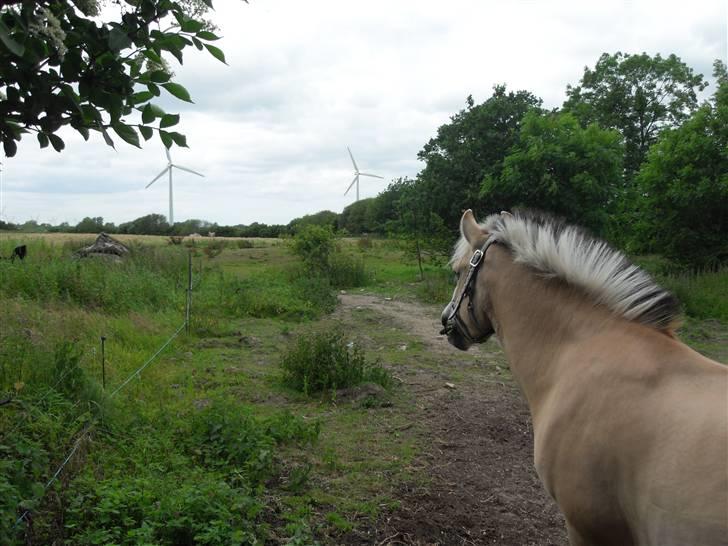 Fjordhest Rosenlunds Chili/ Cicero  - Da cicero lige var kommet hjem :) billede 13