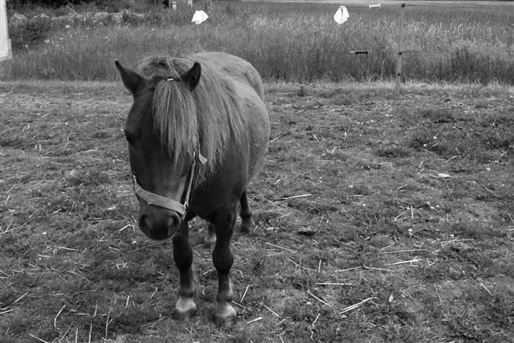 Shetlænder speedy  - nr. 10´ du står og venter på mig når jeg kommer. du er så dejlig! {: billede 10