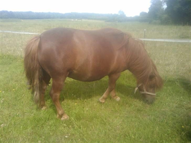 Shetlænder Chequantos<33 - SØDE QUAN!!! billede 16