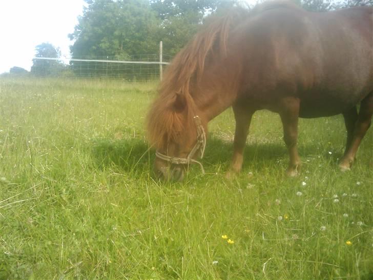 Shetlænder Chequantos<33 - Sød billede 17