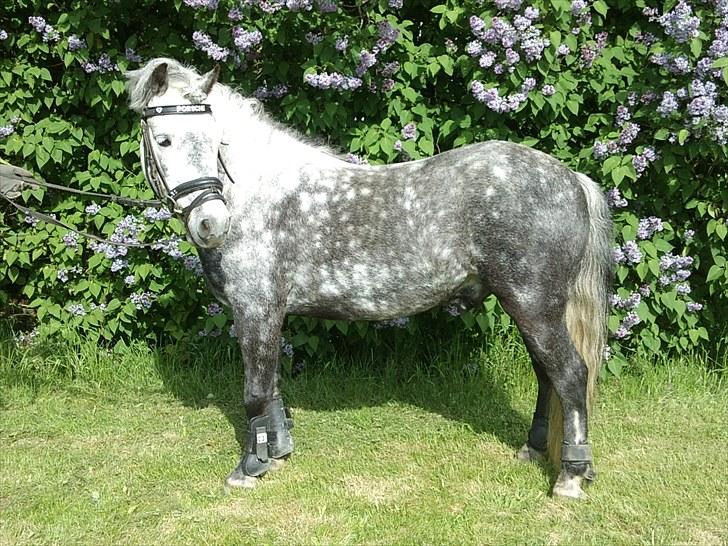 Welsh Pony (sec B) NM Porsche - Dengang :´( - NR. 1) Du var stjernen, der lyste min verden op! <3 billede 1