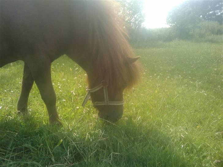 Shetlænder Chequantos<33 billede 18