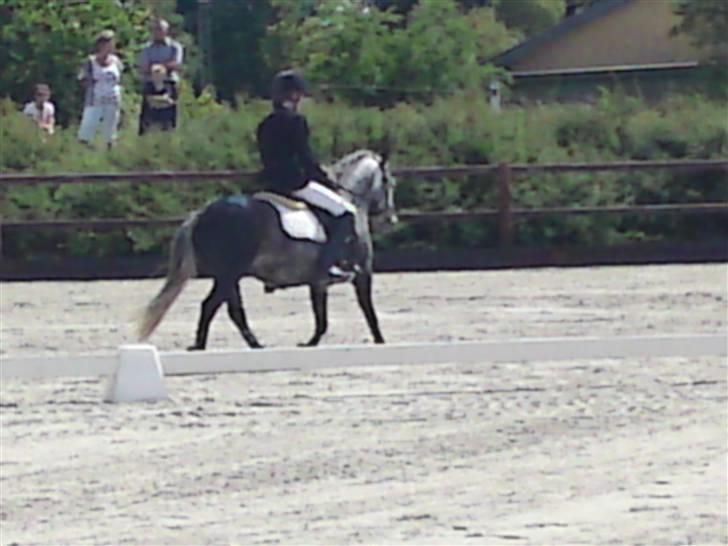 Welsh Pony (sec B) NM Porsche - Dengang :´( - NR.4) stævne glamsbjerg, 1 uplaeret<33  billede 4