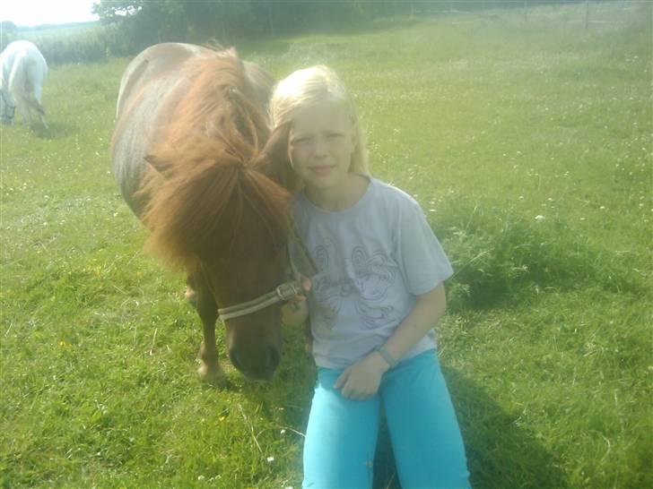 Shetlænder Chequantos<33 - Quan og Mig<<<333 billede 19