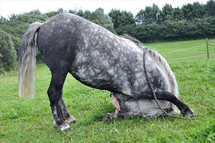 Welsh Pony (sec B) NM Porsche - Dengang :´( - NR. 6) Fordi vi viser hinanden respekt! <3 billede 6