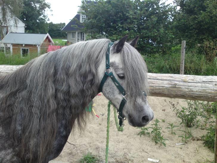 Welsh Pony (sec B) NM Porsche - Dengang :´( -  NR. 9) Du er smukkere end skønheden! <3 billede 9