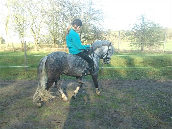 Welsh Pony (sec B) NM Porsche - Dengang :´( - NR. 13) Dig & Mig - på livets langevej <3 billede 13