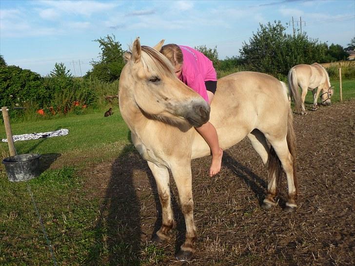 Fjordhest Freja - ”En ung hests sjæl er som en blomst - visner den er den tabt for altid” | Foto MVH. <3 billede 8