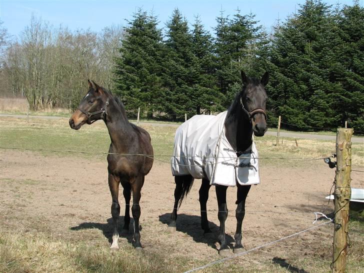 Dansk Varmblod Woopi Ask R.I.P billede 6