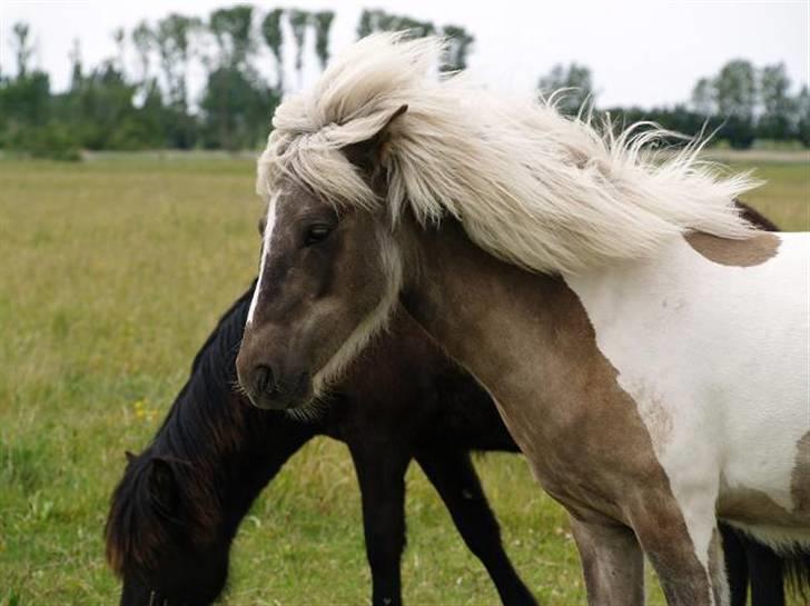 Islænder Blæfaxa fra Hammerhuse billede 8