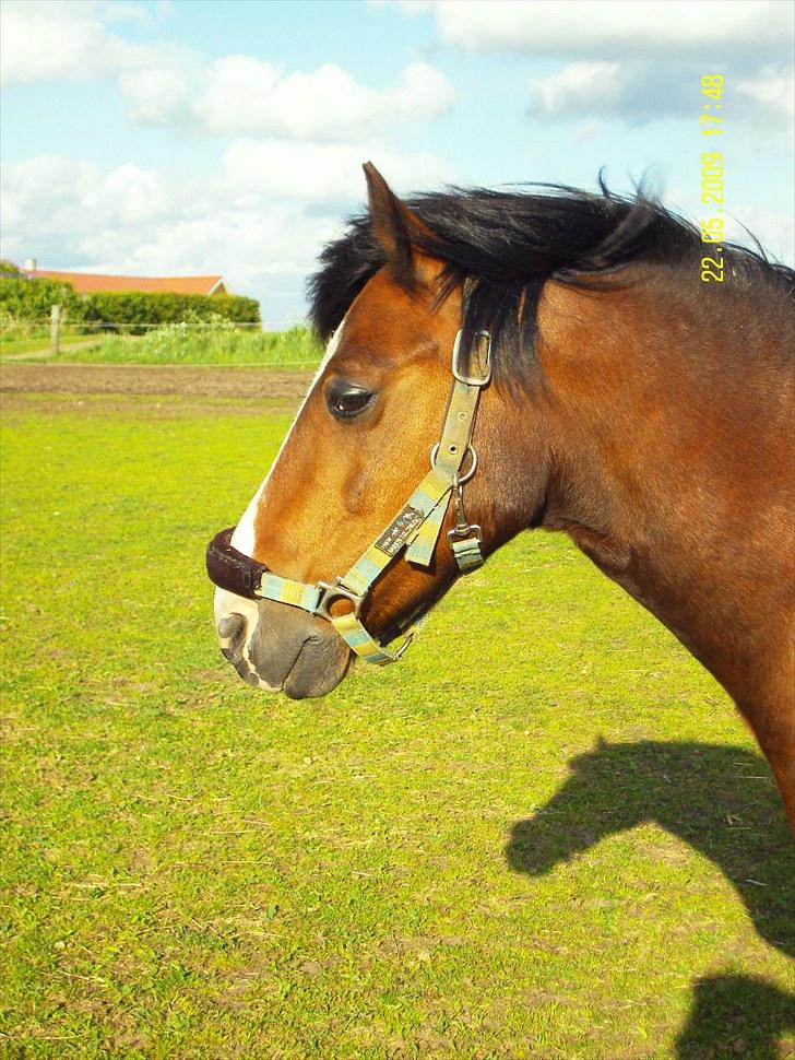 Anden særlig race Loke (elevhest) R.I.P billede 13