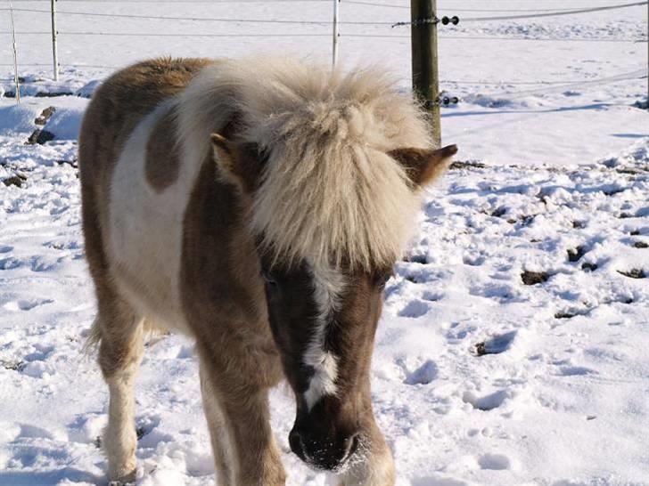 Islænder Blæfaxa fra Hammerhuse billede 13