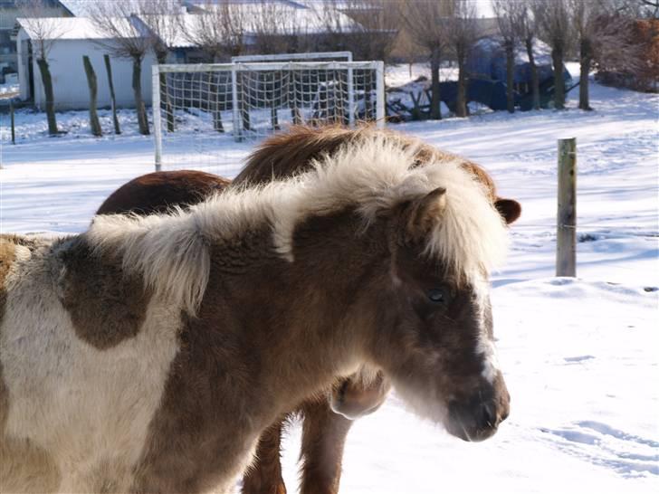 Islænder Blæfaxa fra Hammerhuse billede 14