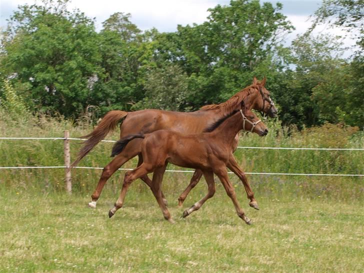 Dansk Varmblod Pindborgens Cactus solgt billede 2