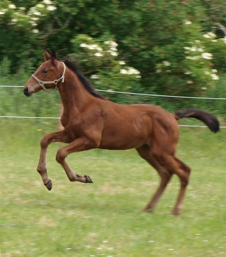 Dansk Varmblod Pindborgens Cactus solgt billede 3