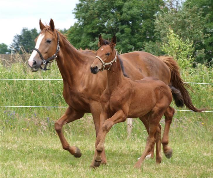 Dansk Varmblod Pindborgens Cactus solgt billede 4