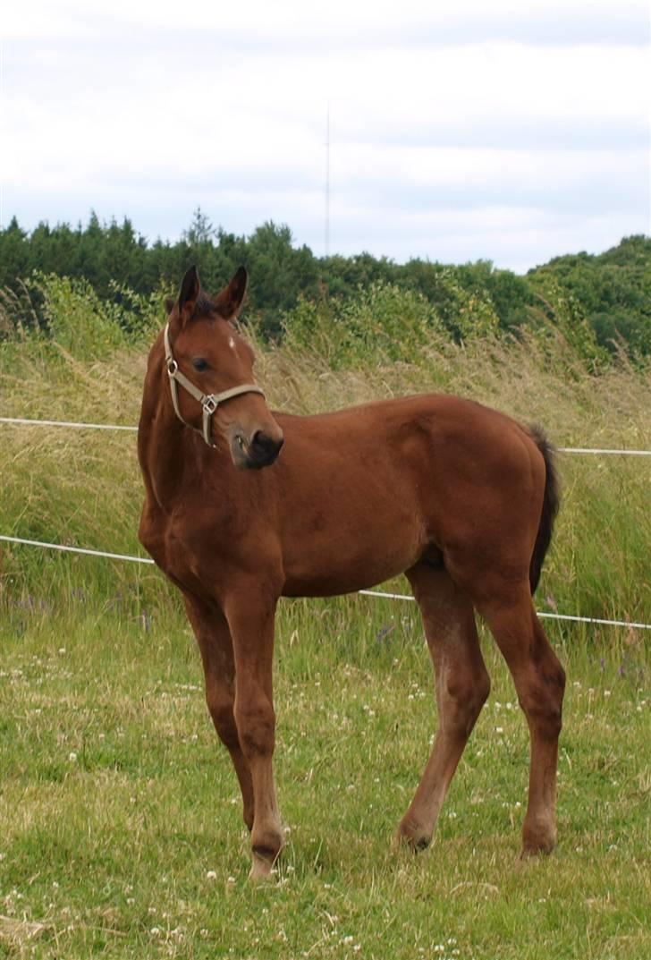 Dansk Varmblod Pindborgens Cactus solgt billede 5