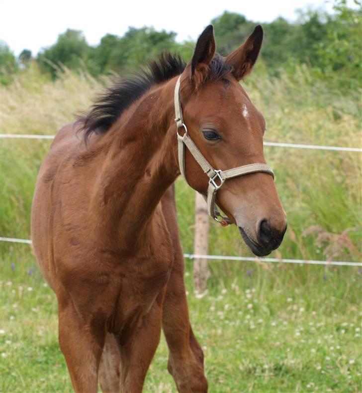 Dansk Varmblod Pindborgens Cactus solgt billede 6