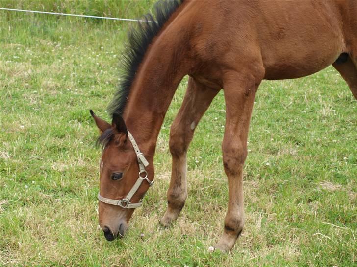Dansk Varmblod Pindborgens Cactus solgt billede 7