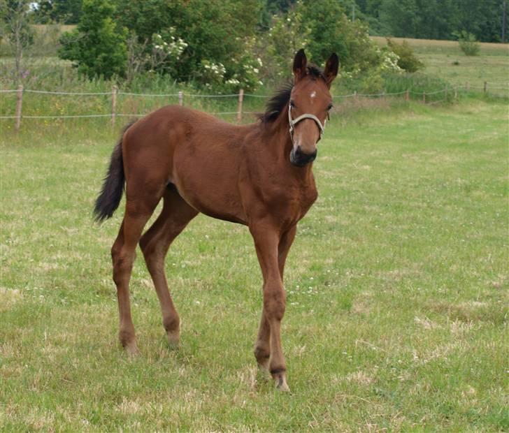 Dansk Varmblod Pindborgens Cactus solgt billede 8