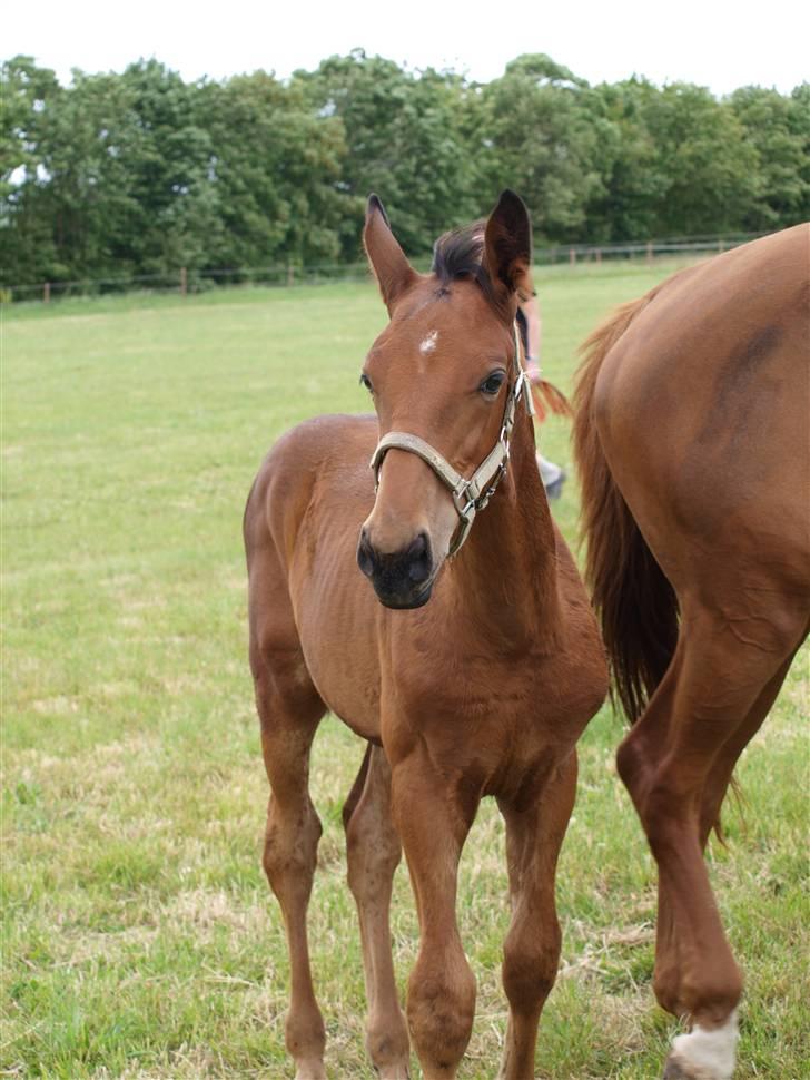 Dansk Varmblod Pindborgens Cactus solgt billede 9
