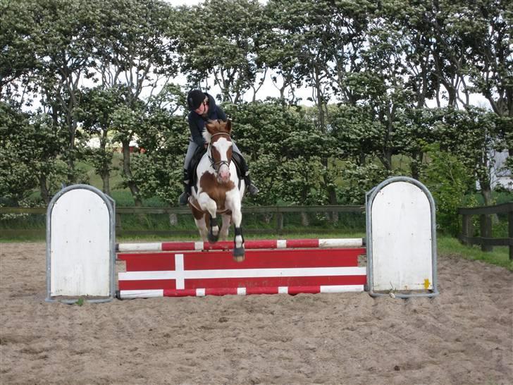 Pinto Indi af Højlund (solgt) - Springundervisning den 18/6 2009 billede 3