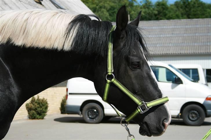 Anden særlig race Zack <3 (Charmetrolden) De evige græsmarker<3 - Fotograf : ) Maren * Gandur * 1000 tak<3 billede 4