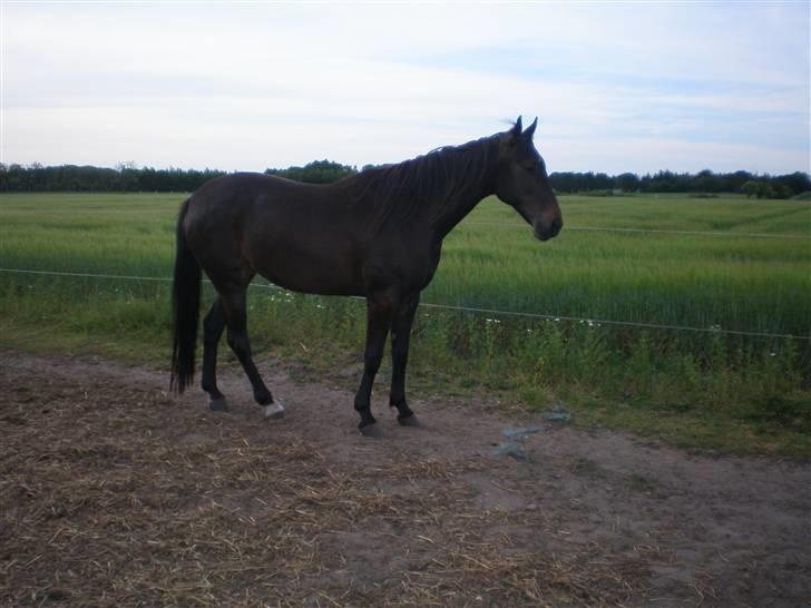 Traver Jet Queen ( laika/ pigen)[Vil Altid være savnet] billede 16