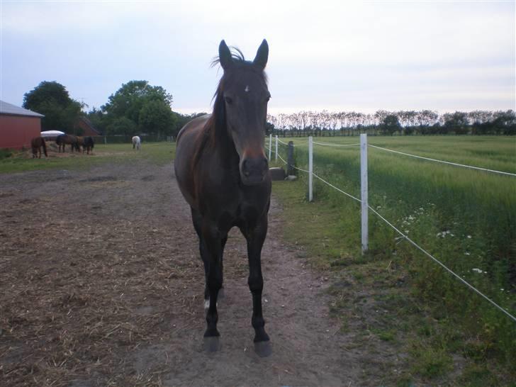 Traver Jet Queen ( laika/ pigen)[Vil Altid være savnet] billede 17
