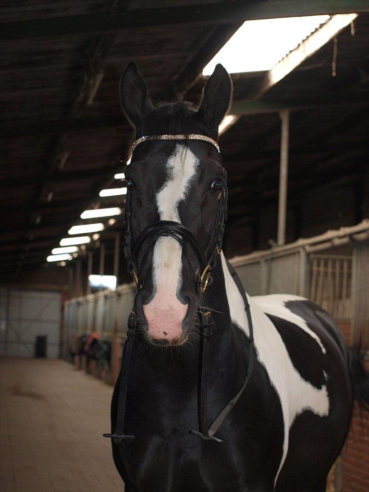 Anden særlig race Zack <3 (Charmetrolden) De evige græsmarker<3 - Han ligner jo en hel hingstebasse her :D billede 9