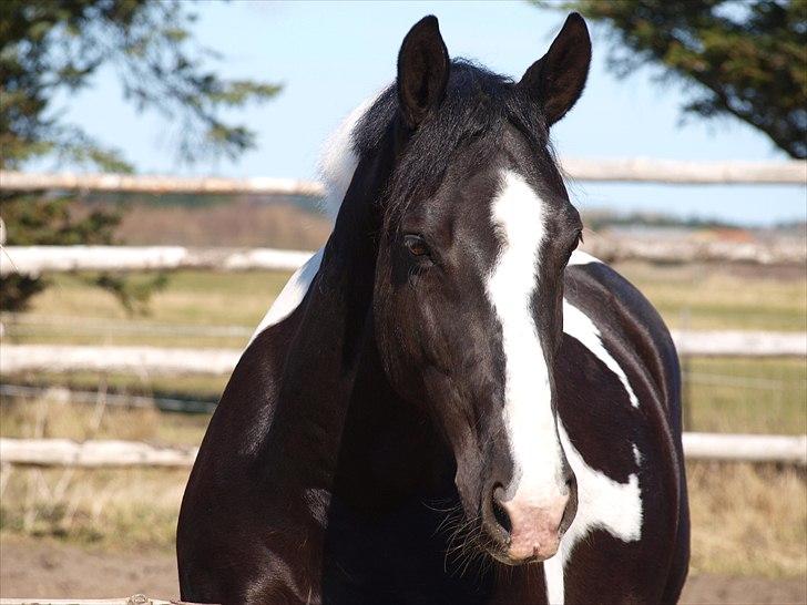 Anden særlig race Zack <3 (Charmetrolden) De evige græsmarker<3 - Fordi du er så smuk! billede 16