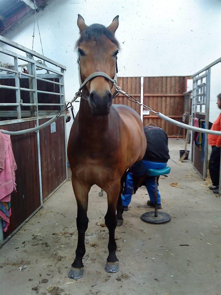 Pinto Squaws Last Mohican - Mohican og smeden... billede 8