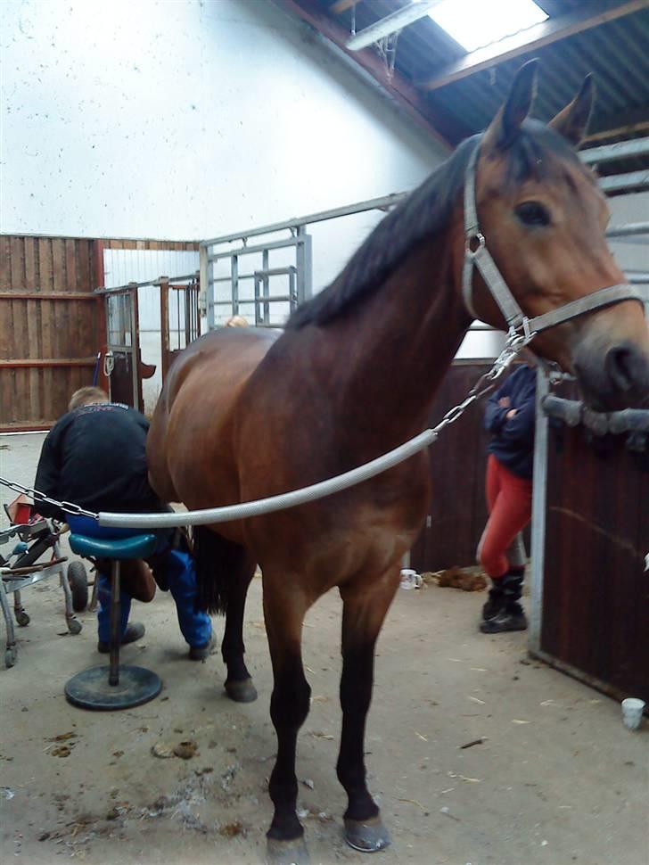 Pinto Squaws Last Mohican billede 9