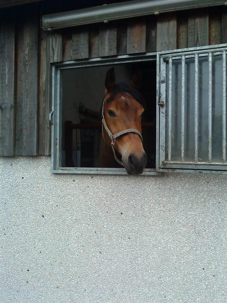 Pinto Squaws Last Mohican - Nyder udsigten fra boksen.. billede 10