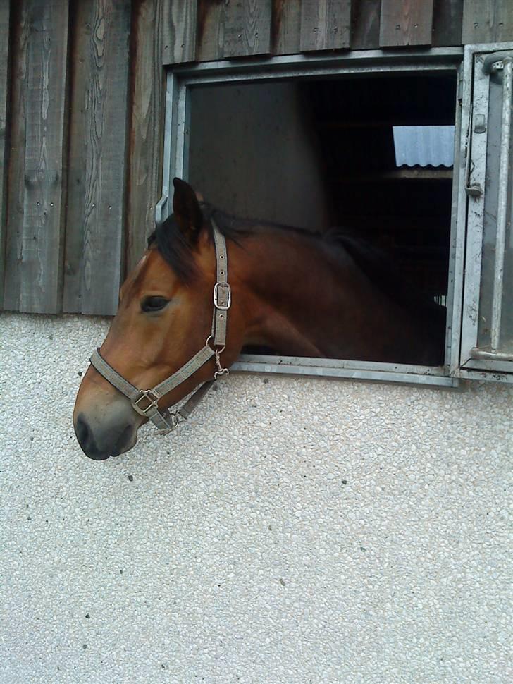 Pinto Squaws Last Mohican billede 11