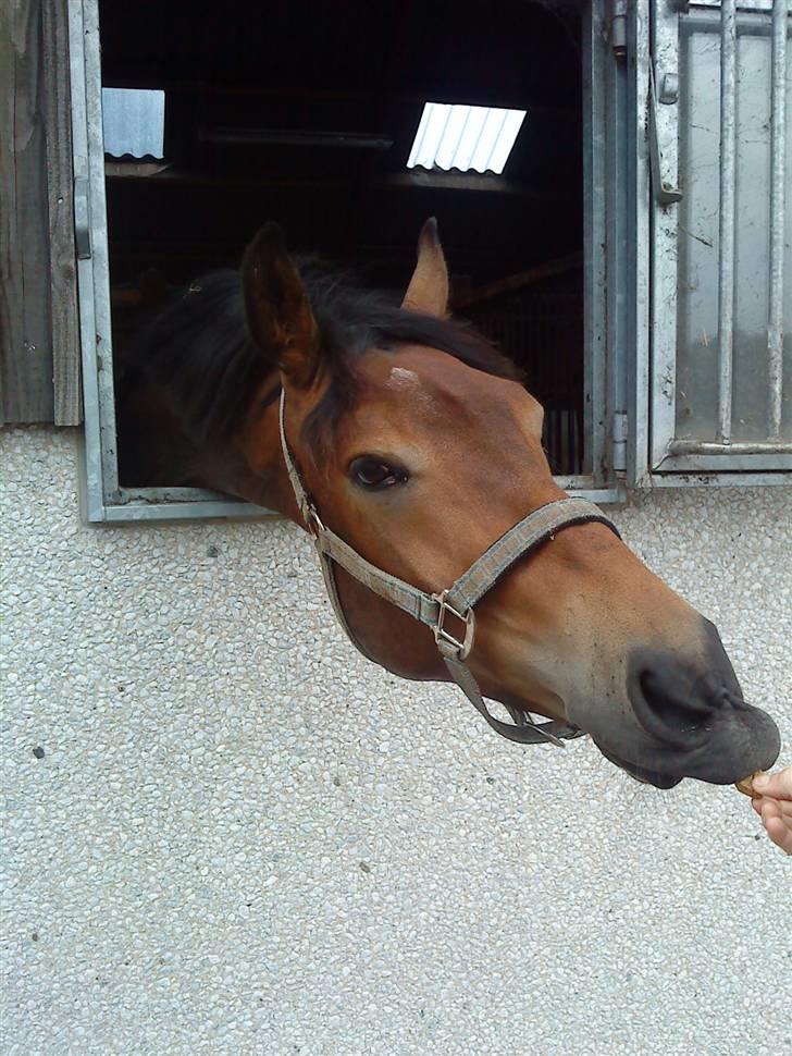 Pinto Squaws Last Mohican - Jeg kan lige nå.... billede 12