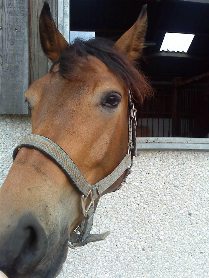 Pinto Squaws Last Mohican - Mohican... -nu uden krop... billede 13