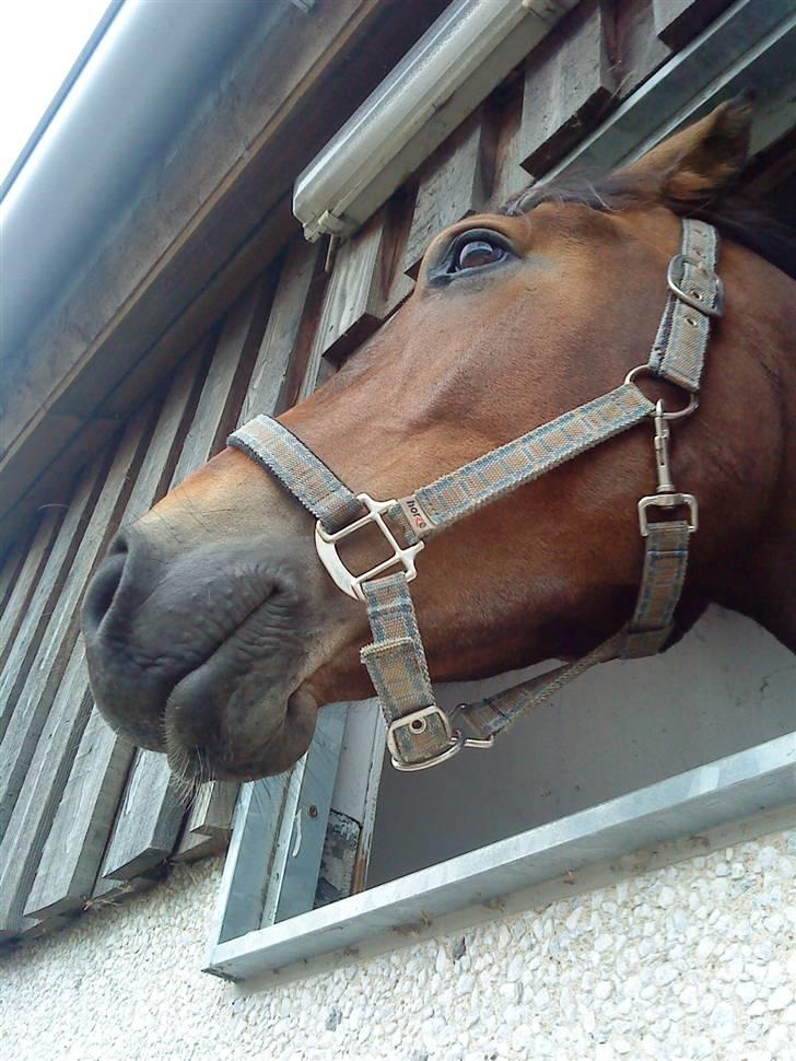 Pinto Squaws Last Mohican billede 14